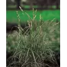 Carex muskingumensis