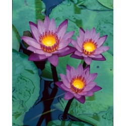 Vandens lelija - Nymphaea Tropical Blue/ King Of The Blues