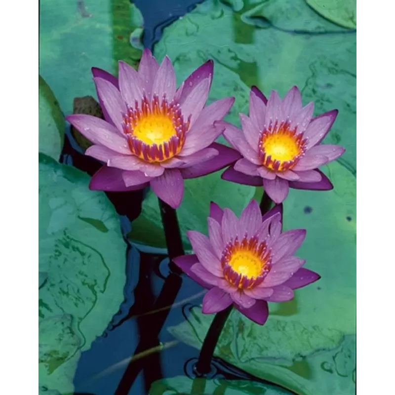 Nymphaea Tropical Blue/ King Of The Blues