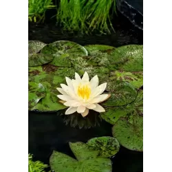 Vandens lelija - Nymphaea TEXAS DAWN