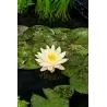Vandens lelija - Nymphaea TEXAS DAWN