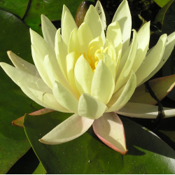 Vandens lelija - Nymphaea TEXAS DAWN