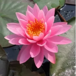 Vandens lelija - Nymphaea PERRYS MAGNIFICENT
