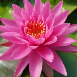 Nymphaea PERRYS MAGNIFICENT