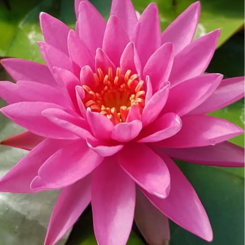 Vandens lelija - Nymphaea PERRYS MAGNIFICENT