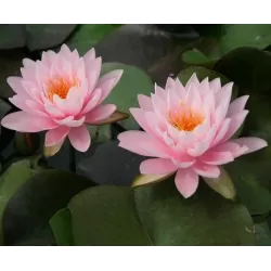 Nymphaea PETER SLOCUM