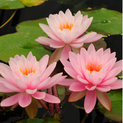 Vandens lelija - Nymphaea PETER SLOCUM