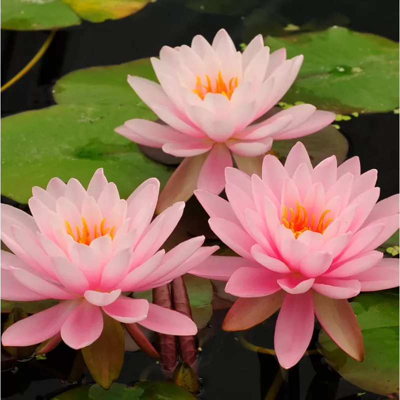 Nymphaea PETER SLOCUM