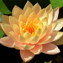 Vandens lelija - Nymphaea CLYDE IKINS