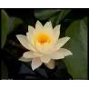 Vandens lelija - Nymphaea CLYDE IKINS