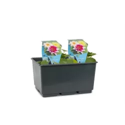 Vandens lelija (trys spalvos viename) - Nymphaea MIX TRIO