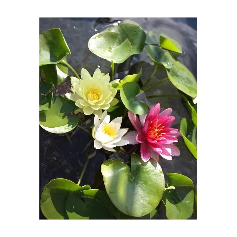 Nymphaea MIX TRIO