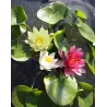 Nymphaea MIX TRIO