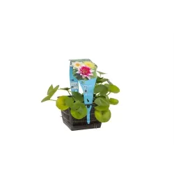 Vandens lelija (trys spalvos viename) - Nymphaea MIX TRIO