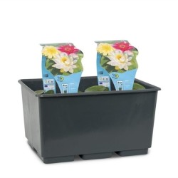 Vandens MINI lelija (trys viename) - Nymphaea mini MIX TRIO