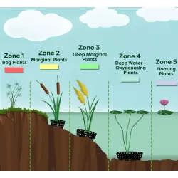 Vandens MINI lelija (trys spalvos viename) - Nymphaea PYGMAEA MIX TRIO