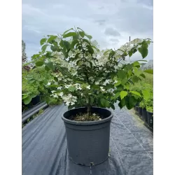 Raukšlėtasis putinas - Viburnum plicatum Mariesii