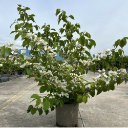 Raukšlėtasis putinas - Viburnum plicatum MARIESII