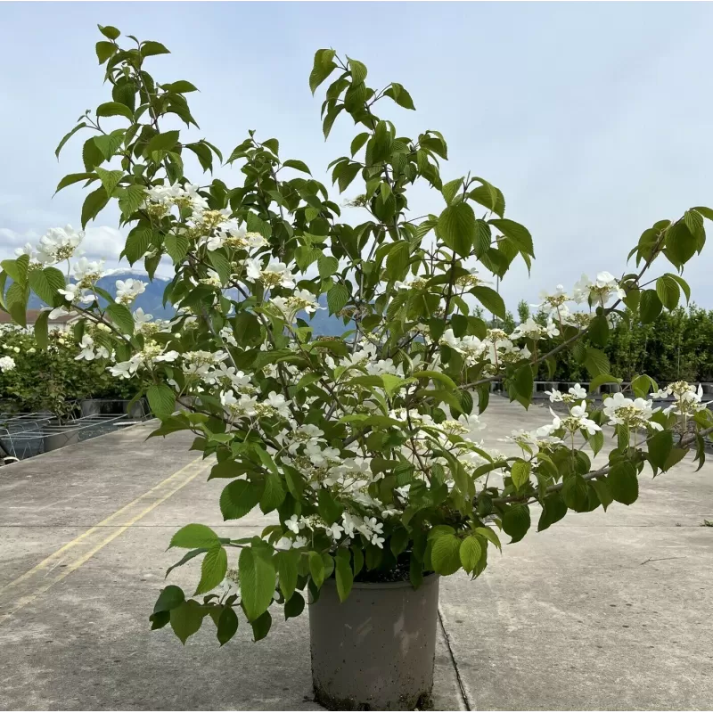 Raukšlėtasis putinas - Viburnum plicatum Mariesii