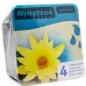 Nymphaea water lily kit, yellow
