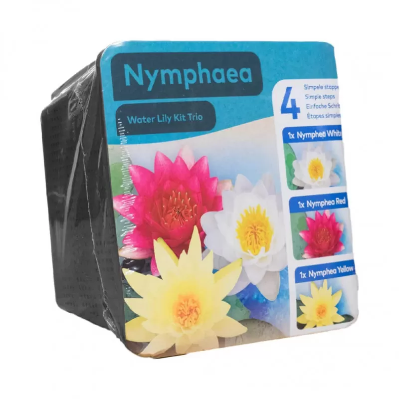 Vandens lelija (rinkinys, 3 viename) - Nymphaea water lily kit, 3 in 1