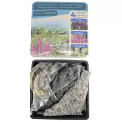 Vandens augalų rinkinys KVAPNUSIS - Water plant kit SCENTED