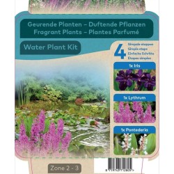 Vandens augalų rinkinys KVAPNUSIS - Water plant kit SCENTED