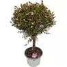 Boronia crenulata