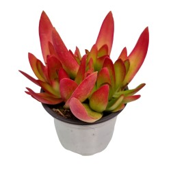 Storalapis - Crassula ON FIRE