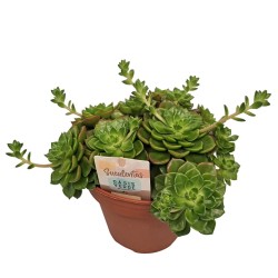 Eševerija - Echeveria affinis