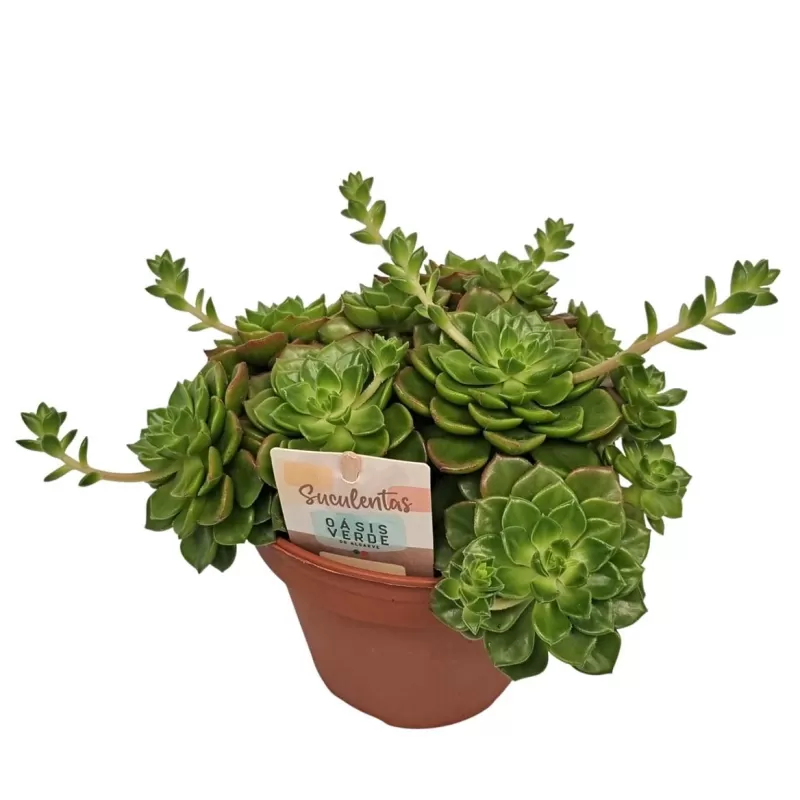 Eševerija - Echeveria affinis