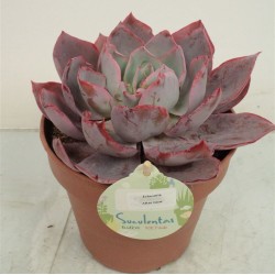 Eševerija - Echeveria AFTER GLOW