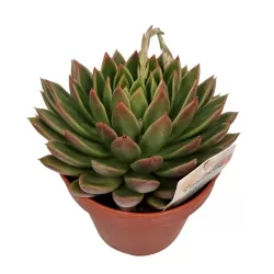 Eševerija - Echeveria agavoides