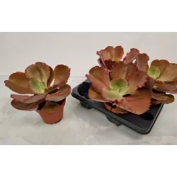 Eševerija - Echeveria crenulata