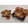 Eševerija - Echeveria crenulata