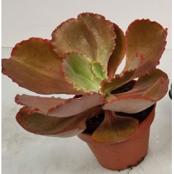 Echeveria crenulata