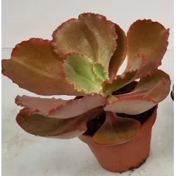 Eševerija - Echeveria crenulata