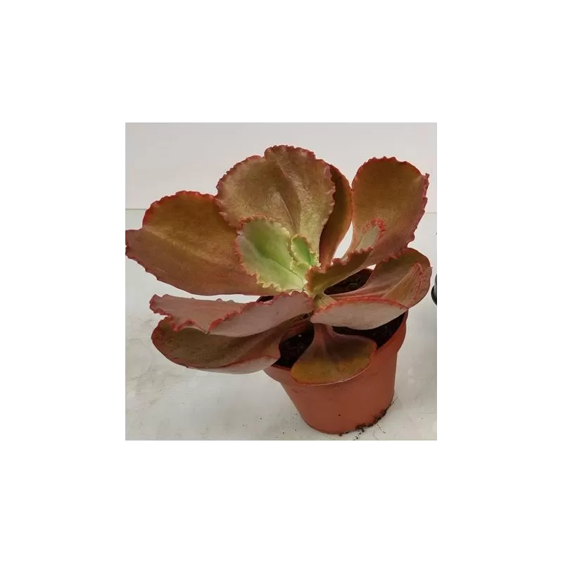 Eševerija - Echeveria crenulata