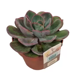 Echeveria GREEN PACIFIC