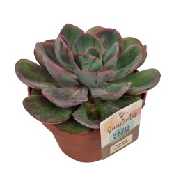 Eševerija - Echeveria GREEN PACIFIC