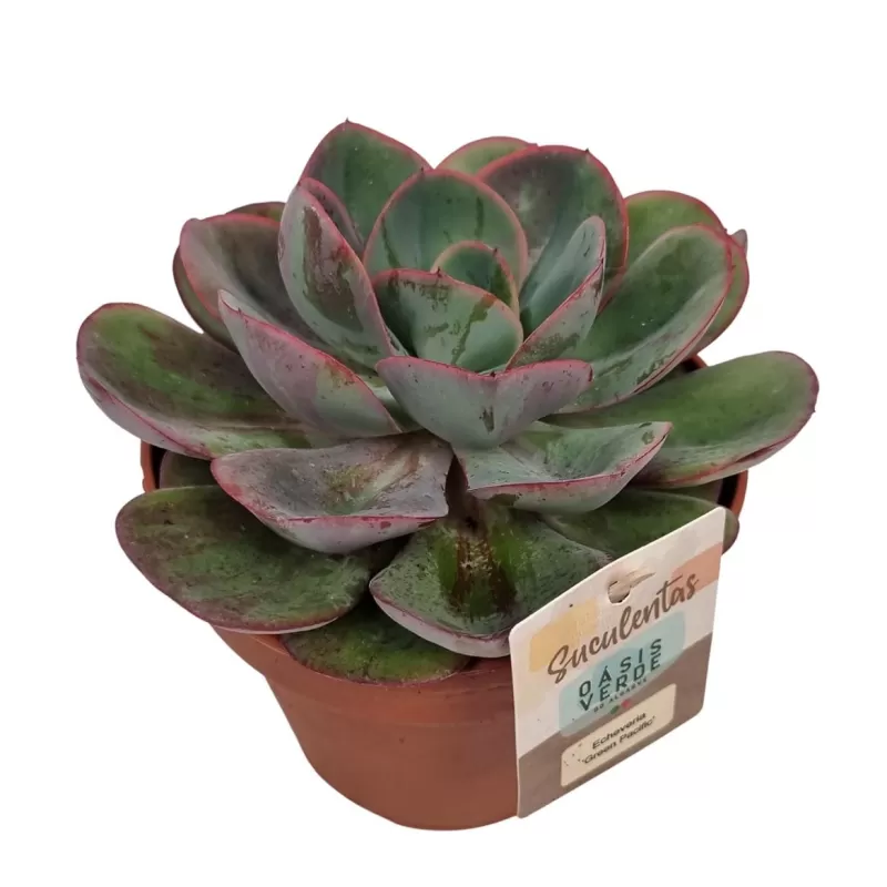 Echeveria GREEN PACIFIC