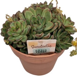 Echeveria pelisuda