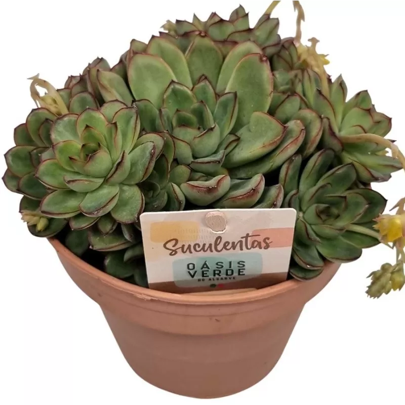 Eševerija - Echeveria pelisuda