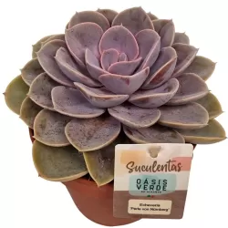 Eševerija - Echeveria PERLE VON NURNBERG