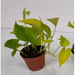Skindapas - Epiprennum pinnatum GOLDEN POTHOS