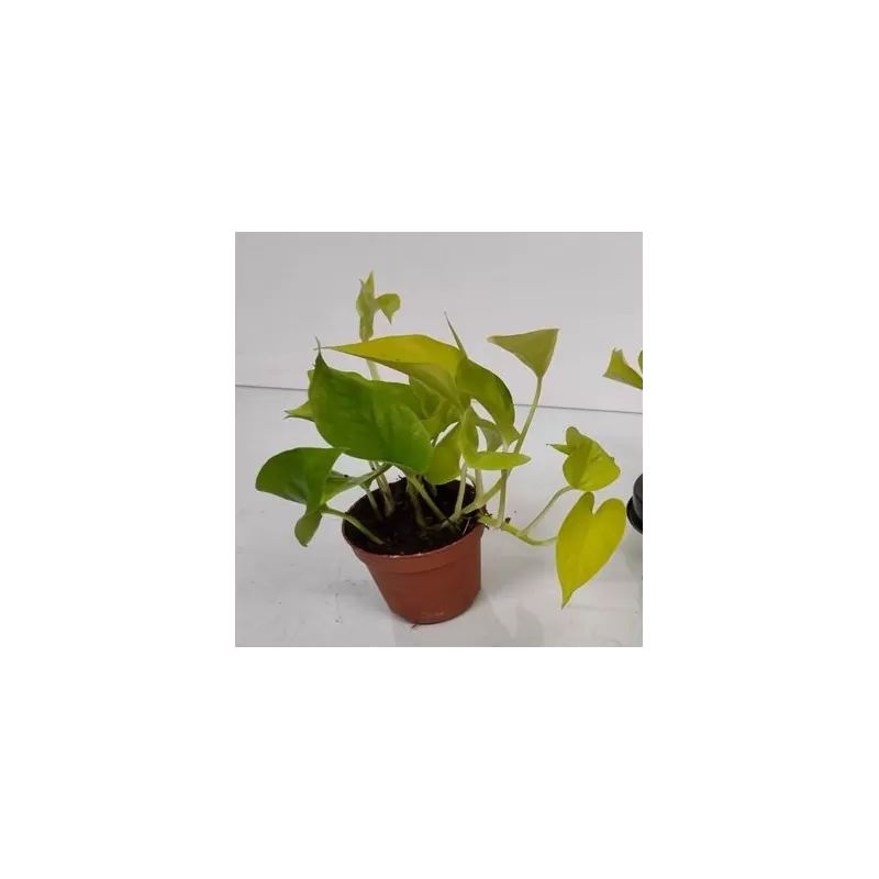 Skindapas - Epiprennum pinnatum GOLDEN POTHOS