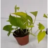 Epiprennum pinnatum GOLDEN POTHOS