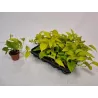 Skindapas - Epiprennum pinnatum GOLDEN POTHOS