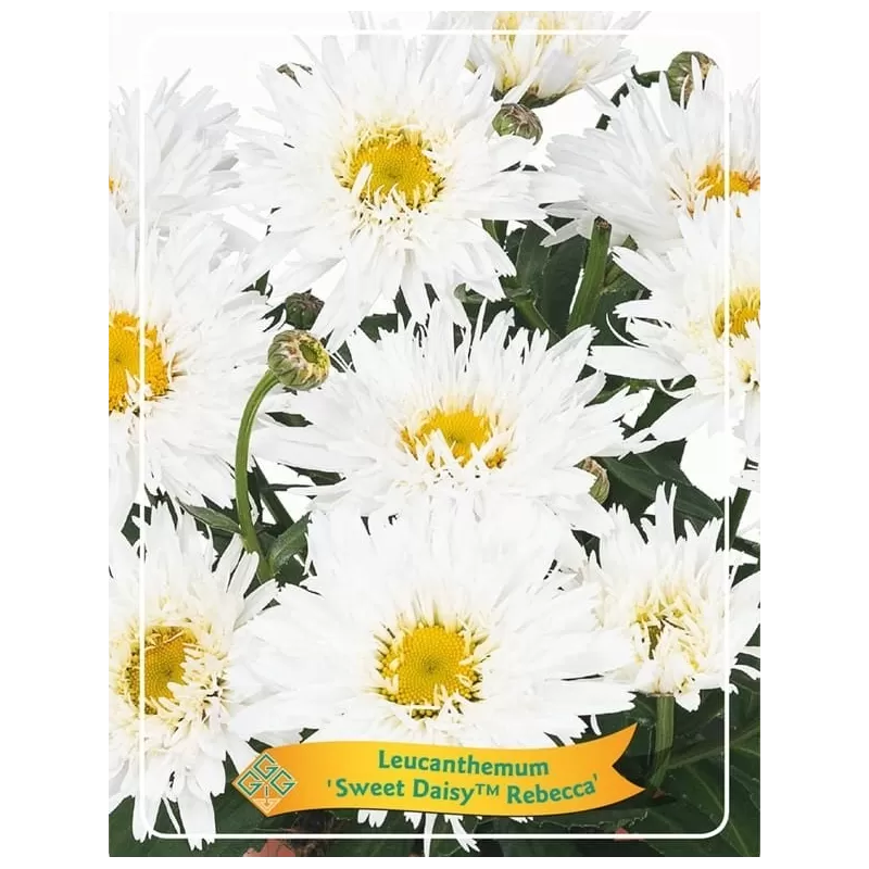 Baltagalvė ("ramunė") - Leucanthemum Sweet Daisy™ Rebecca balta