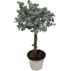 Eucalyptus cinerea SILVER STEM